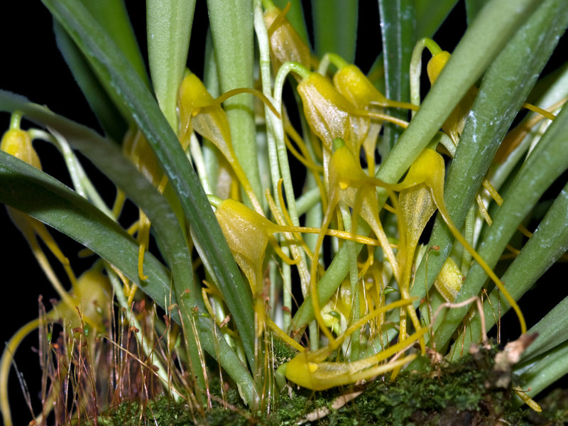 Masdevallia herradurae xanthina