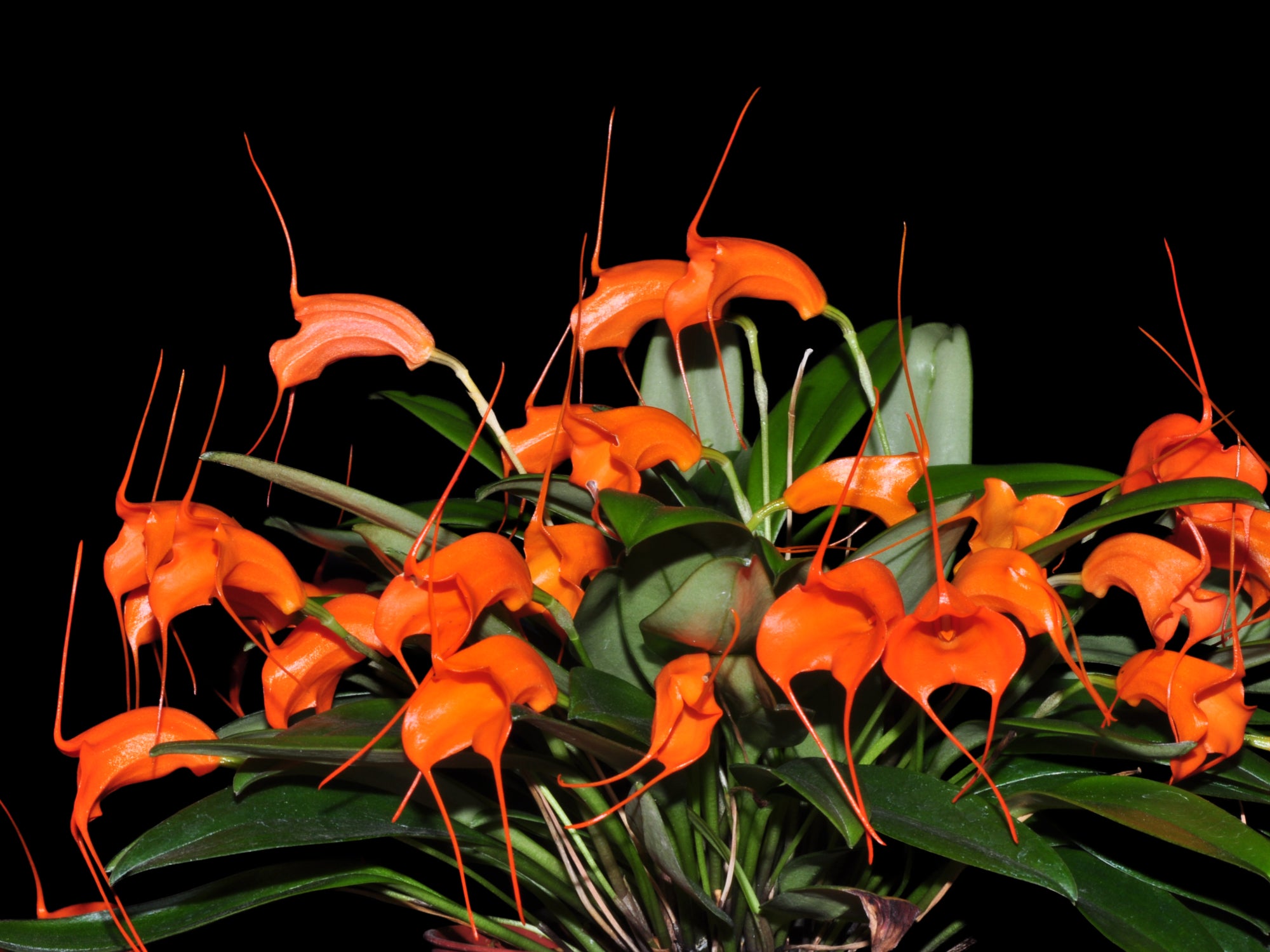 Masdevallia hirtzii | Intermediate-Growing Ecuadorian Orchid