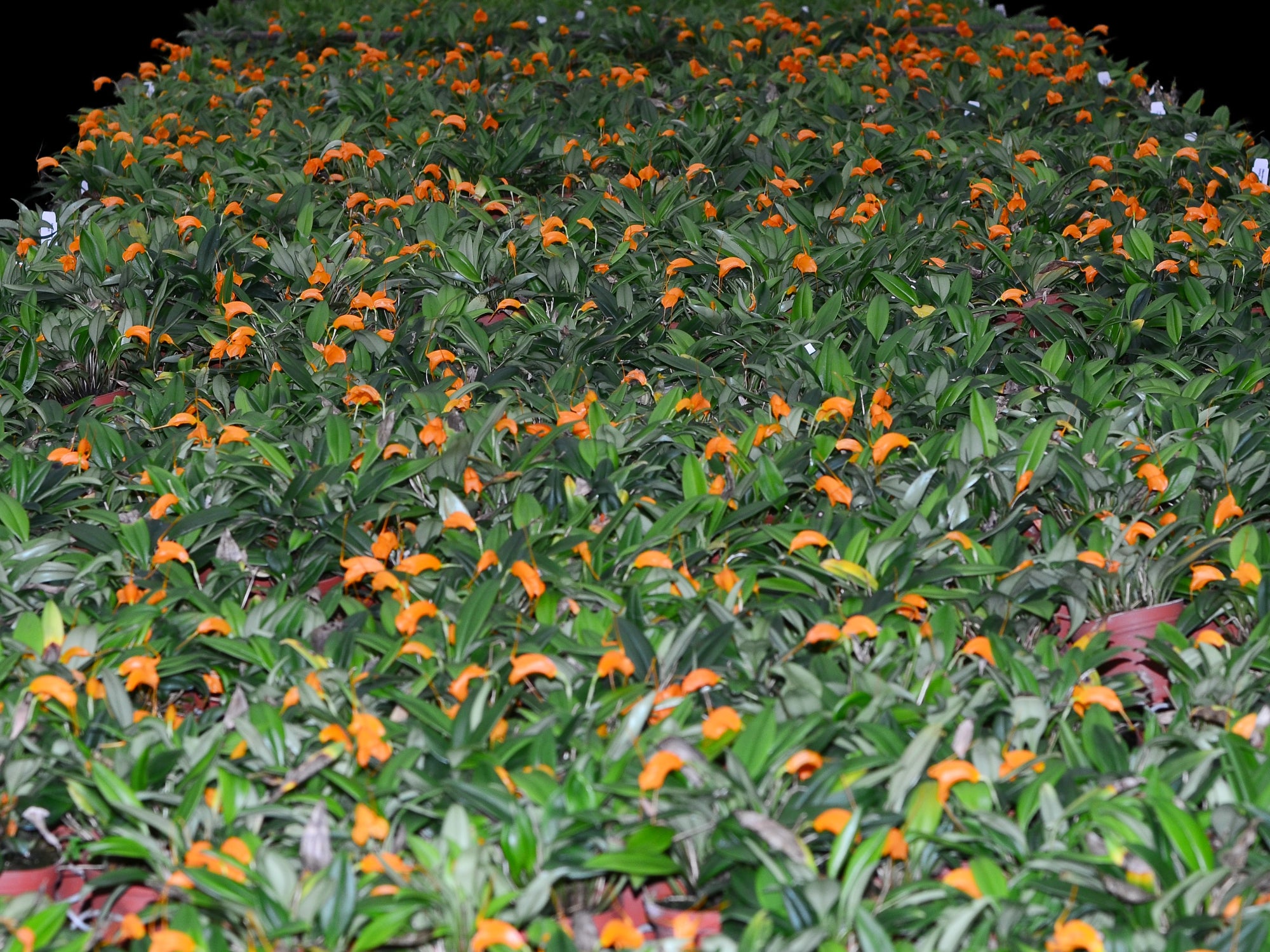 Masdevallia hirtzii | Intermediate-Growing Ecuadorian Orchid
