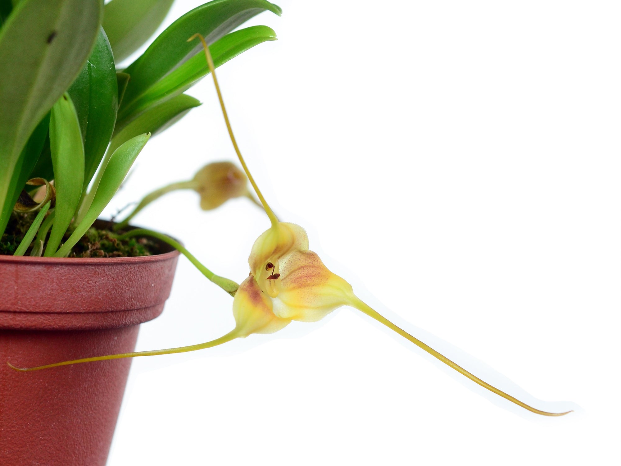 Masdevallia hubeinii