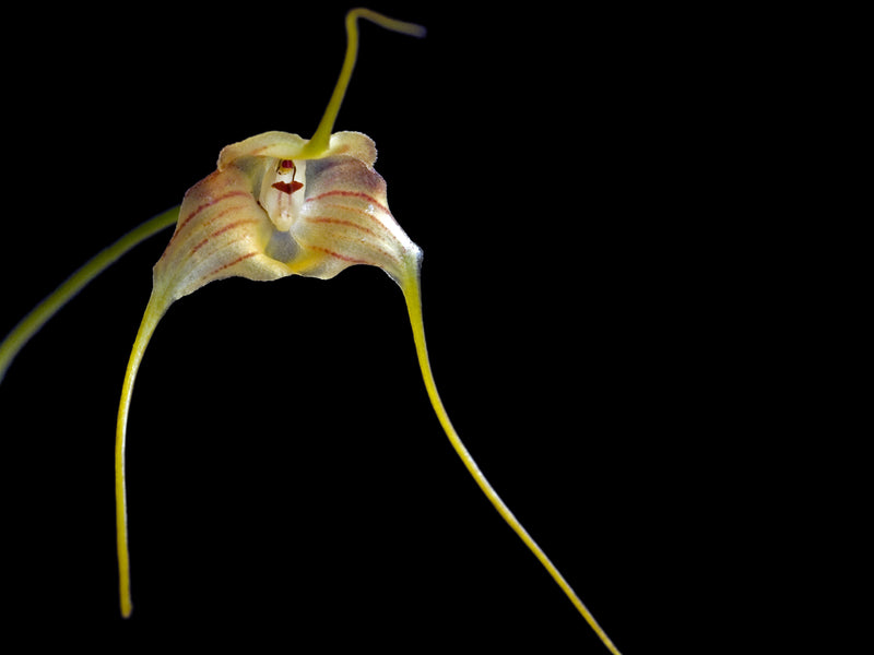 Masdevallia hubeinii