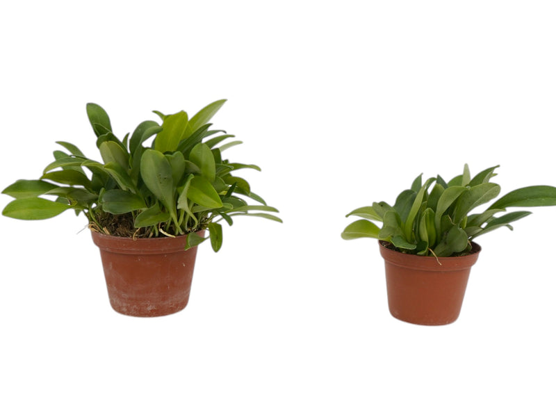 Masdevallia hubeinii (Big)