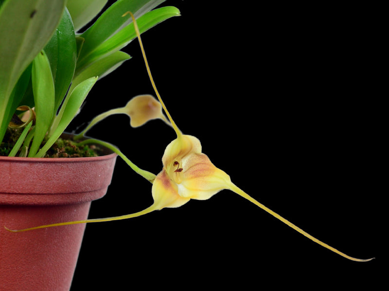 Masdevallia hubeinii