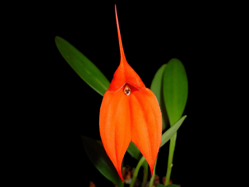 Masdevallia idae