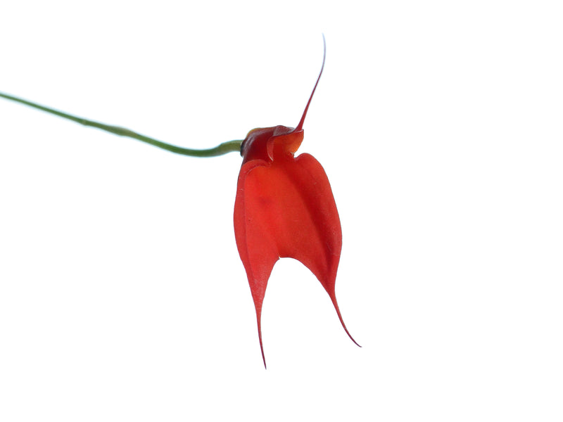 Masdevallia idae