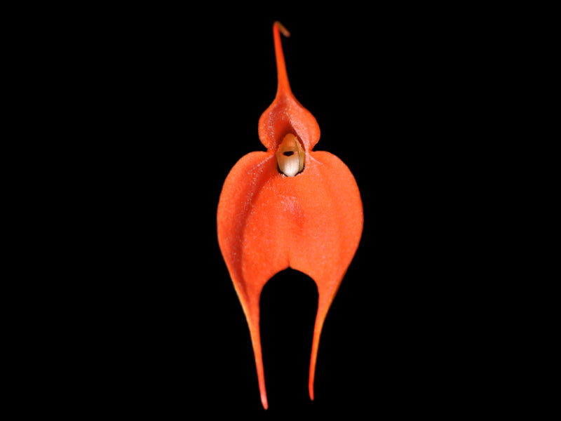 Masdevallia idae