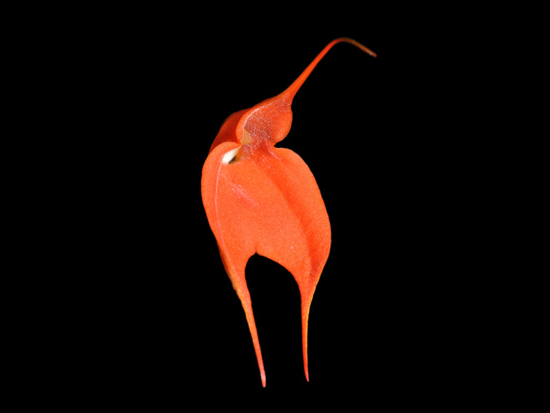 Masdevallia idae