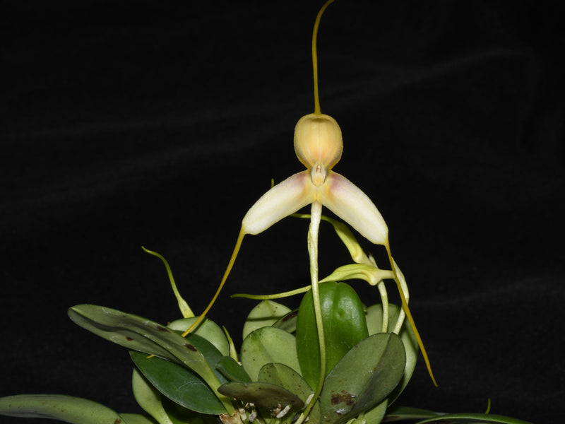 Masdevallia immensa