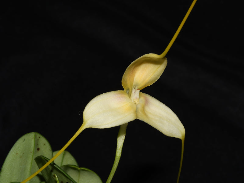 Masdevallia immensa