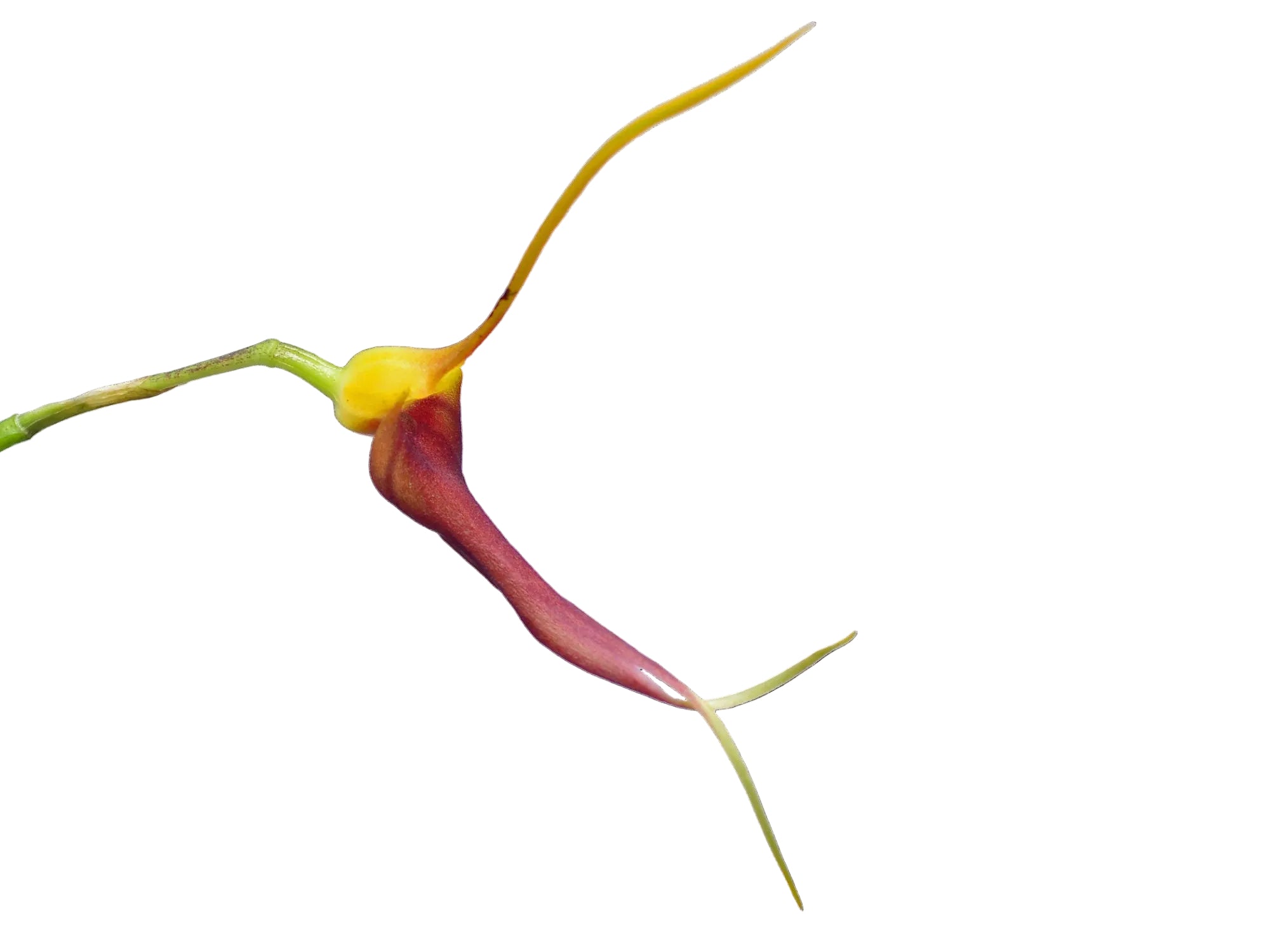 Masdevallia impostor