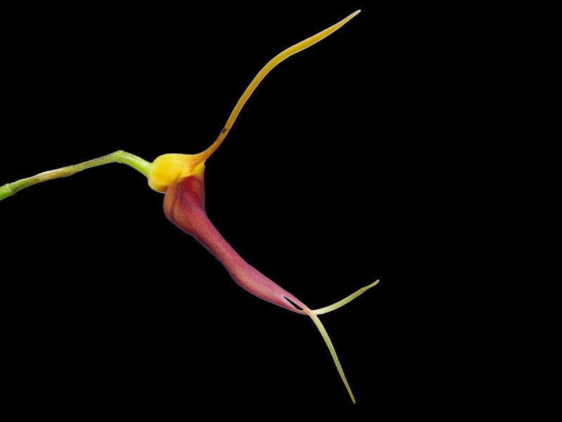 Masdevallia impostor
