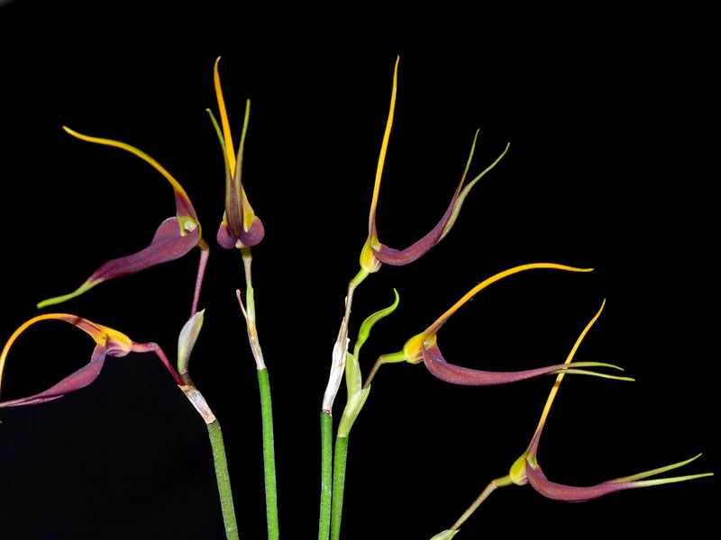 Masdevallia impostor