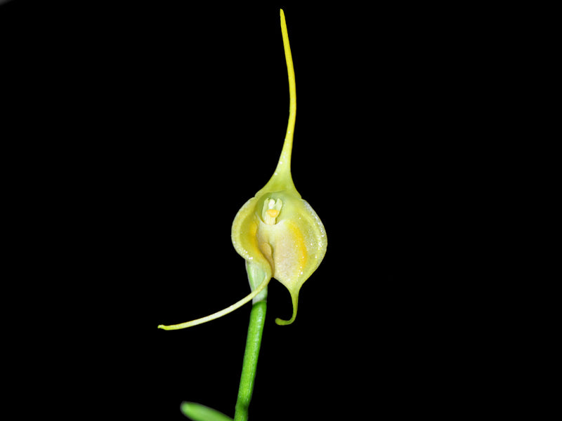 Masdevallia infracta albescens
