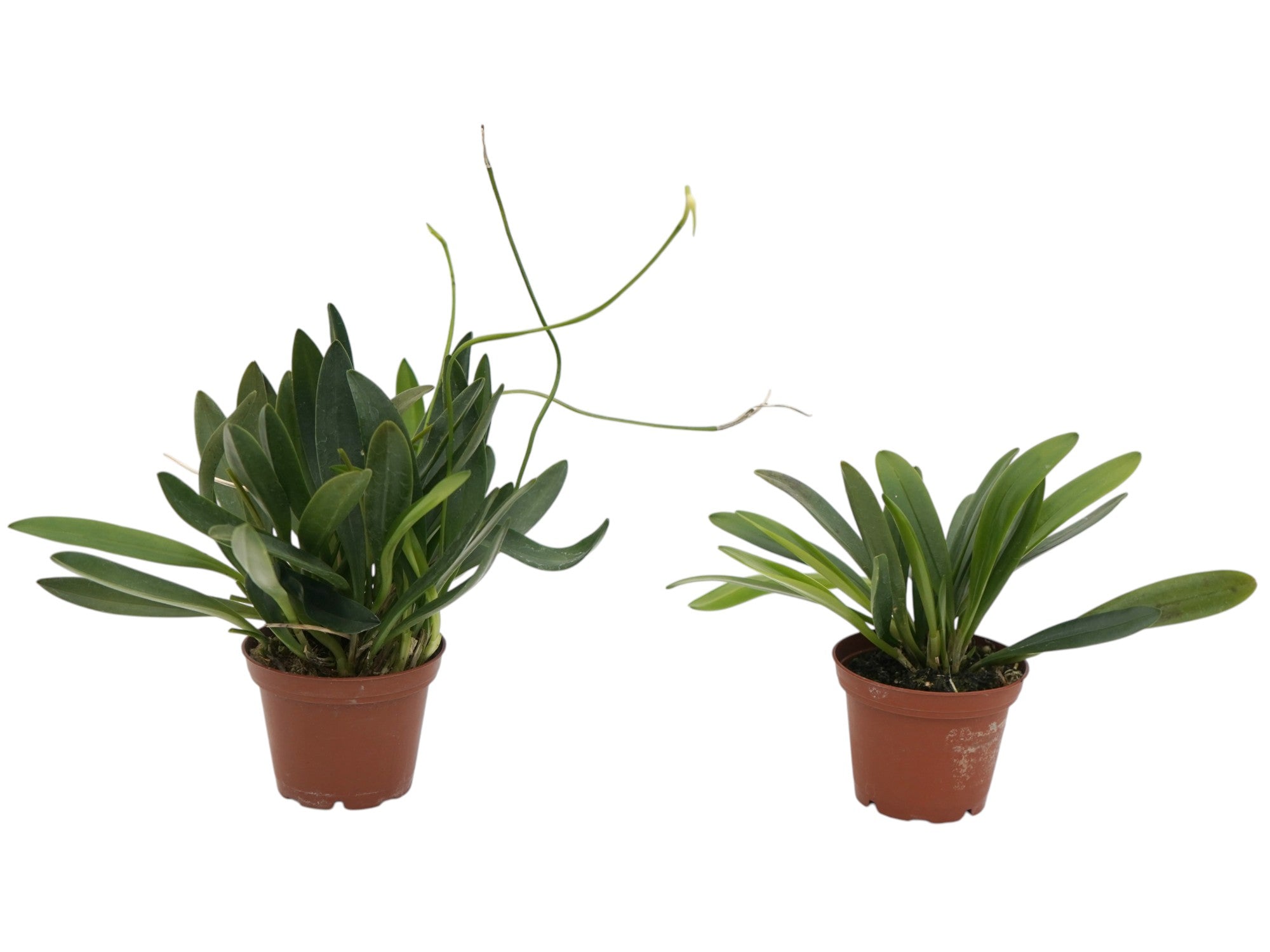 Masdevallia infracta f. alba (Big)