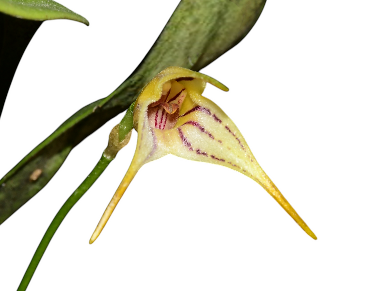 Masdevallia jorgeportillana