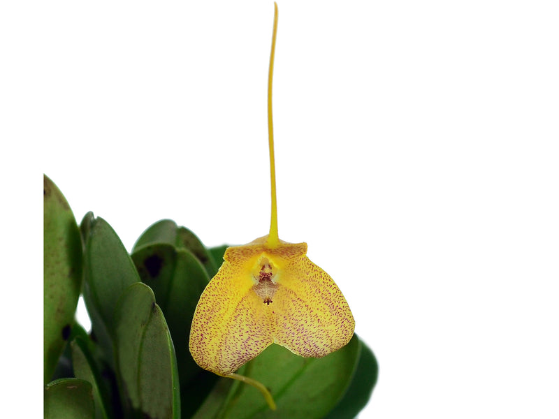 Masdevallia josei