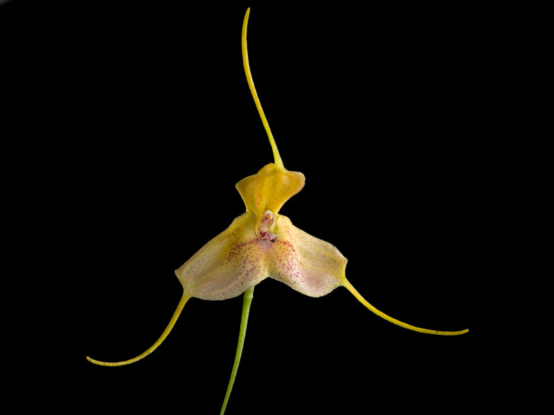 Masdevallia josei seem