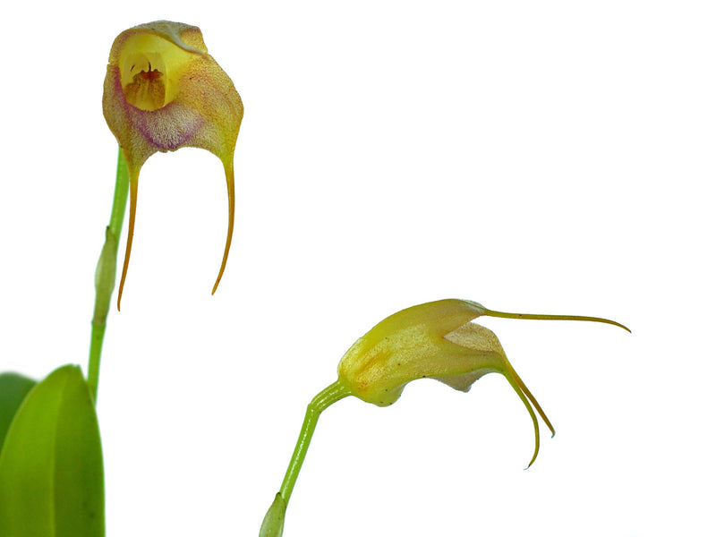 Masdevallia juan-albertoi