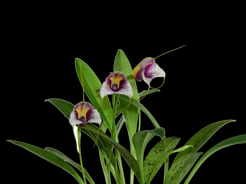 Masdevallia karelii
