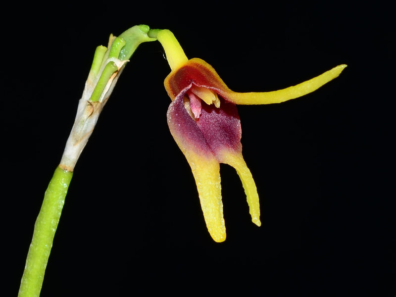 Masdevallia kiatana