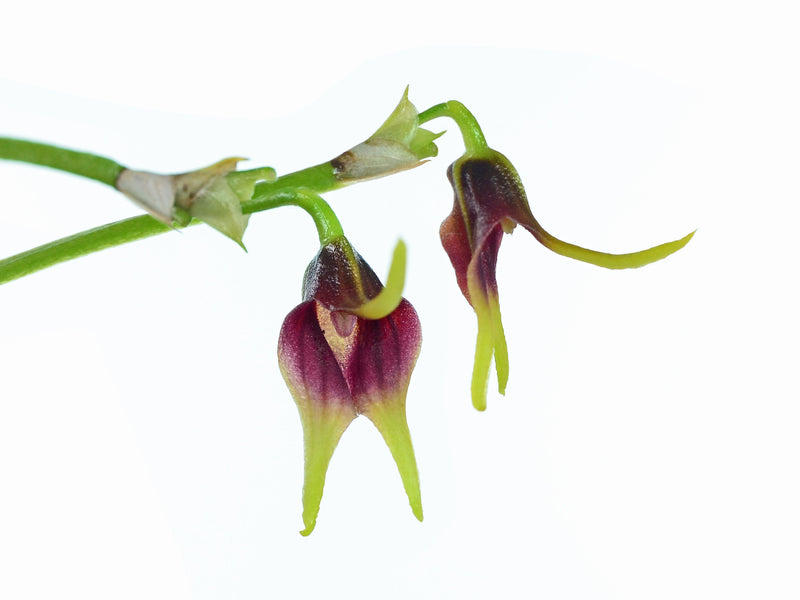 Masdevallia kiatana