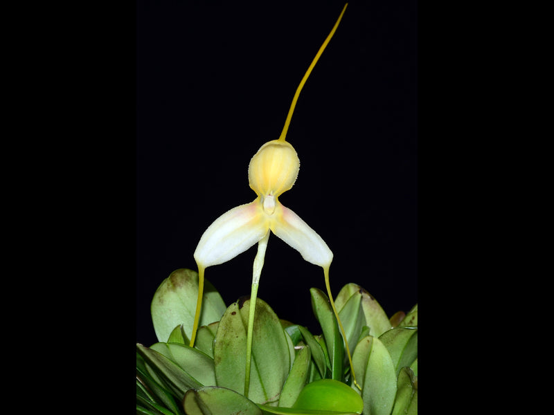 Masdevallia klabochorum
