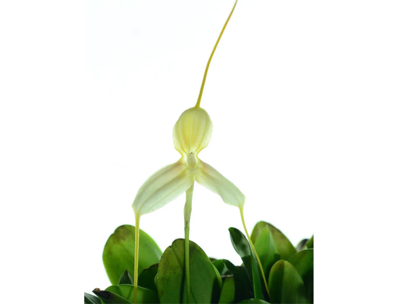 Masdevallia klabochorum