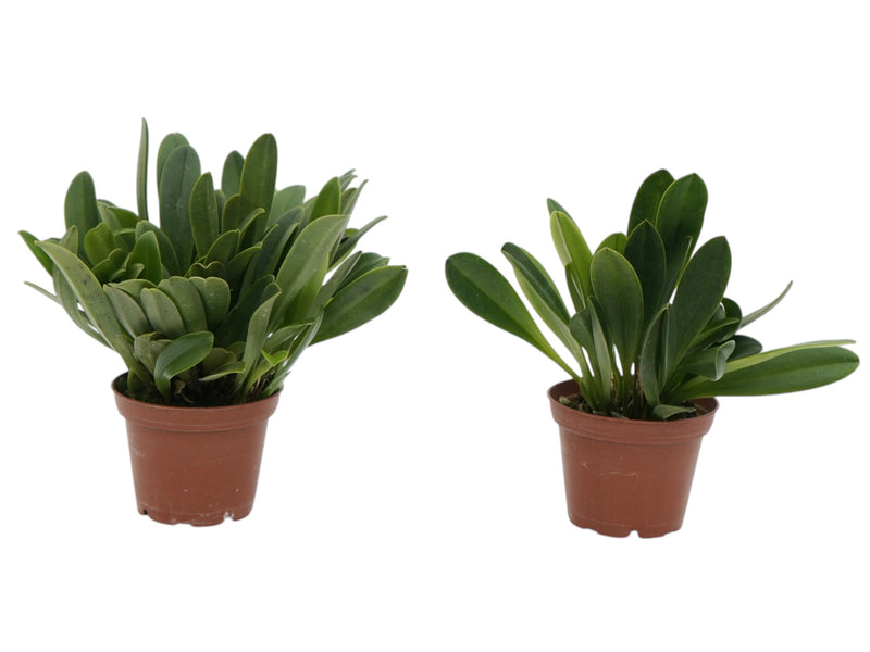 Masdevallia lata (Big)