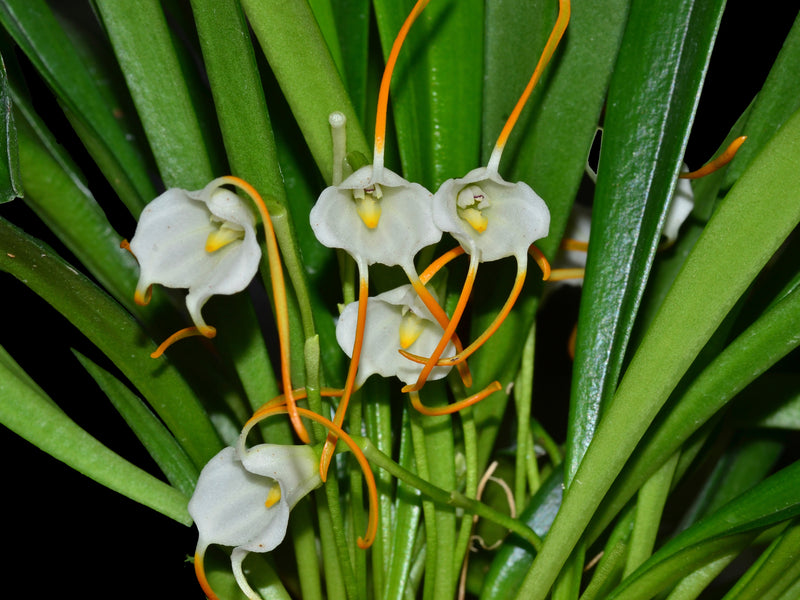 Masdevallia laucheana