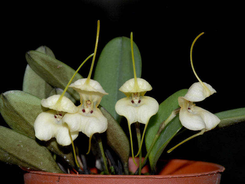 Masdevallia leonii