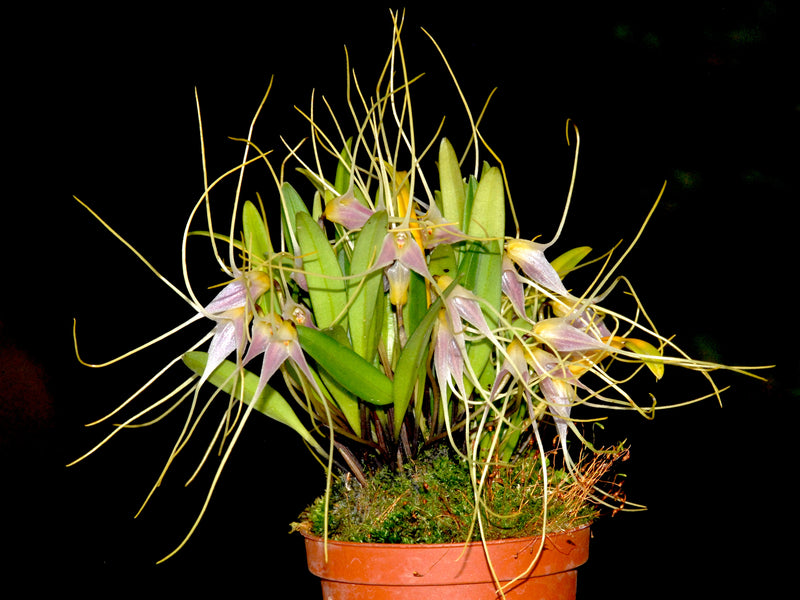 Masdevallia lilacina