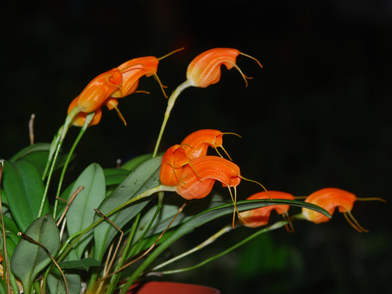 Masdevallia limax