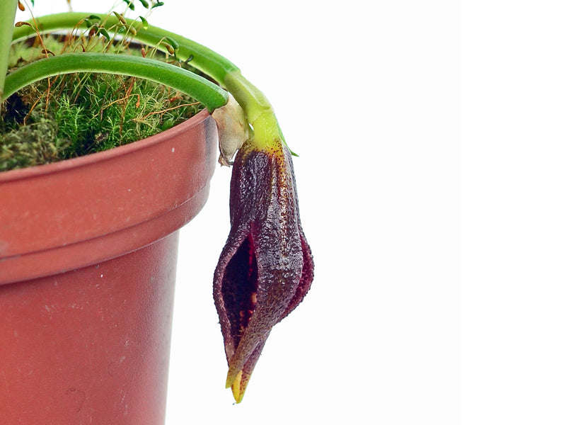 Masdevallia lintricula