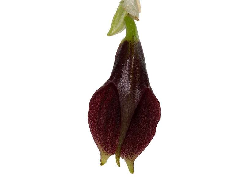 Masdevallia lintricula