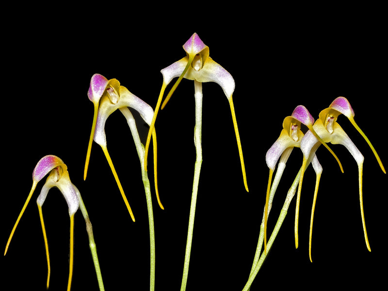 Masdevallia ludibunda