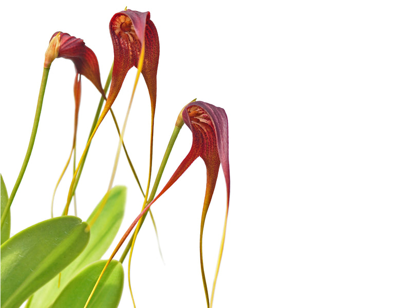 Masdevallia macrura