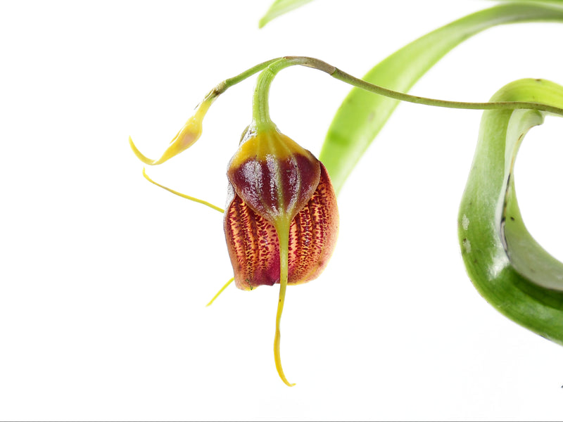Masdevallia maduroi