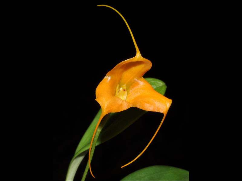 Masdevallia magaliana