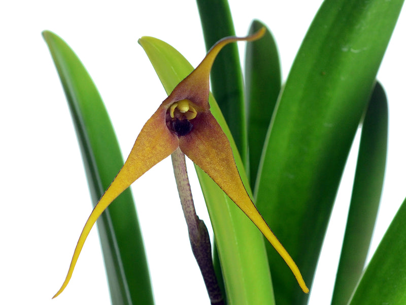 Masdevallia maloi