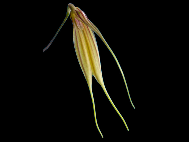 Masdevallia manchinazae
