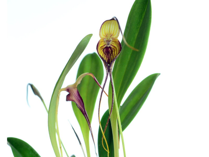 Masdevallia manoloi