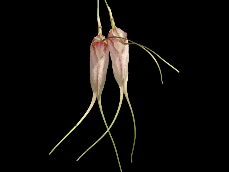 Masdevallia mataxa