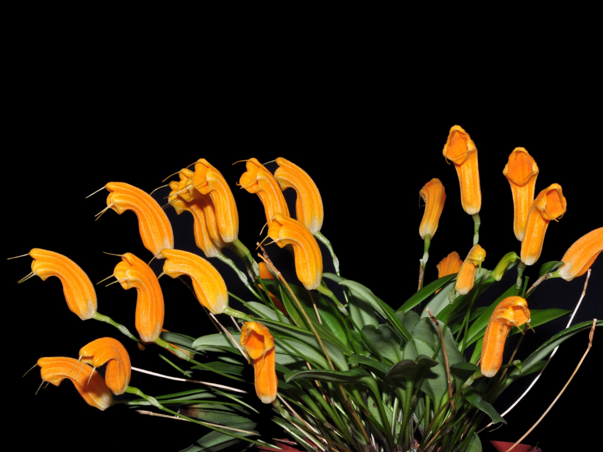Masdevallia maxilimax – Large Sculptural Ecuadorian Cloud Forest