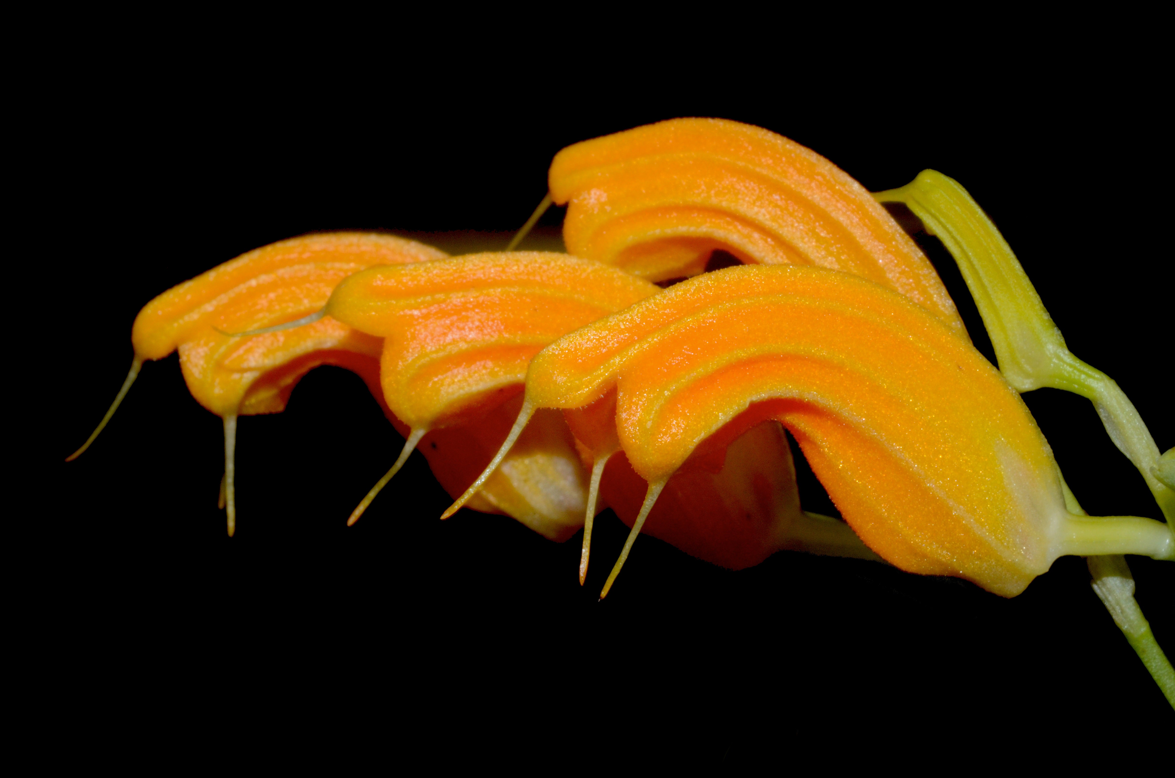 Masdevallia maxilimax – Large Sculptural Ecuadorian Cloud Forest