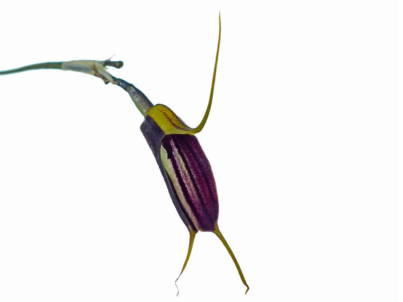 Masdevallia mayaycu