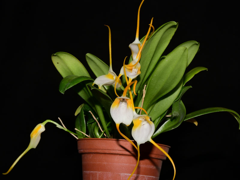 Masdevallia mejiana