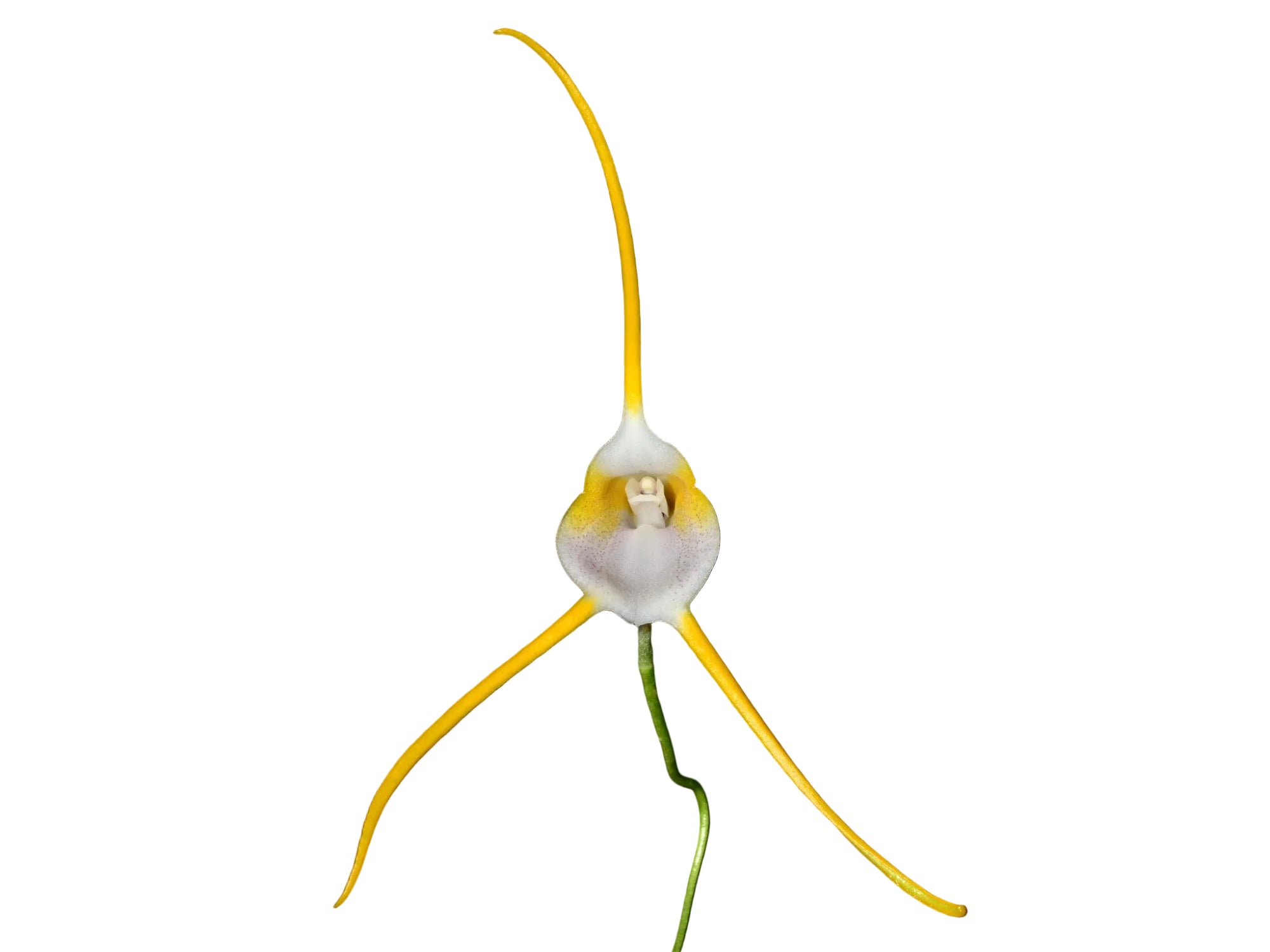 Masdevallia mejiana