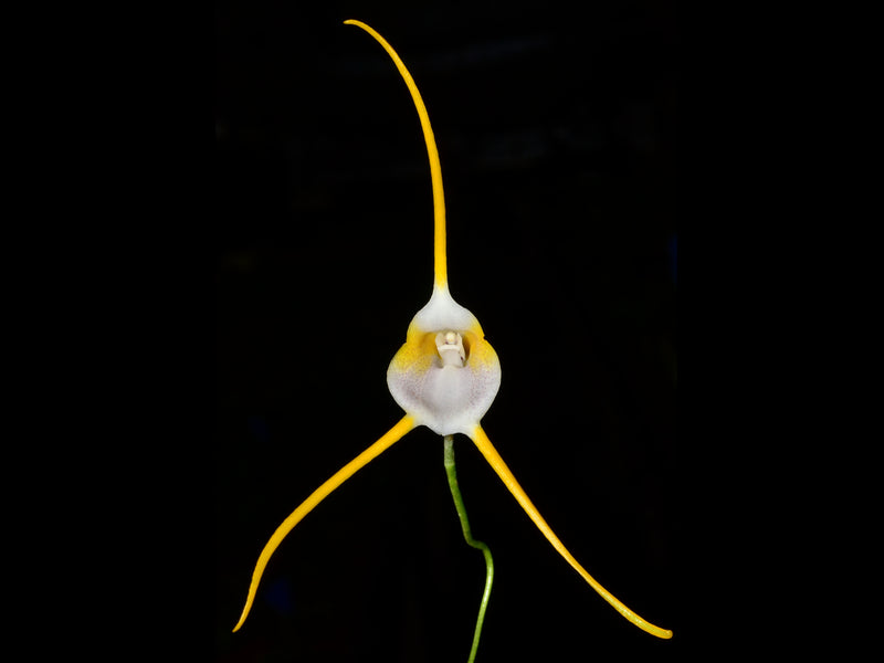 Masdevallia mejiana