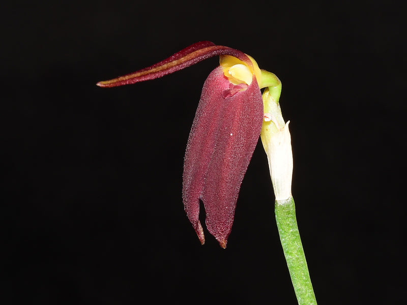 Masdevallia melanoxantha
