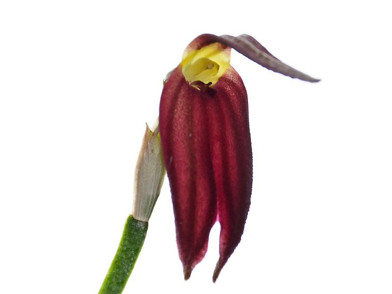 Masdevallia melanoxantha
